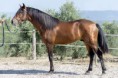 /album/caballos/nomada-dn-jpg/